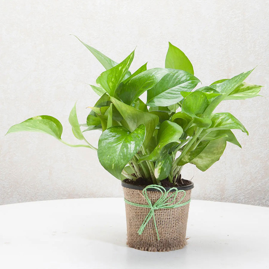 Benefits of Gifting Indoor Plants and The Best Indoor Plants to Gift –  ChhajedGarden.com