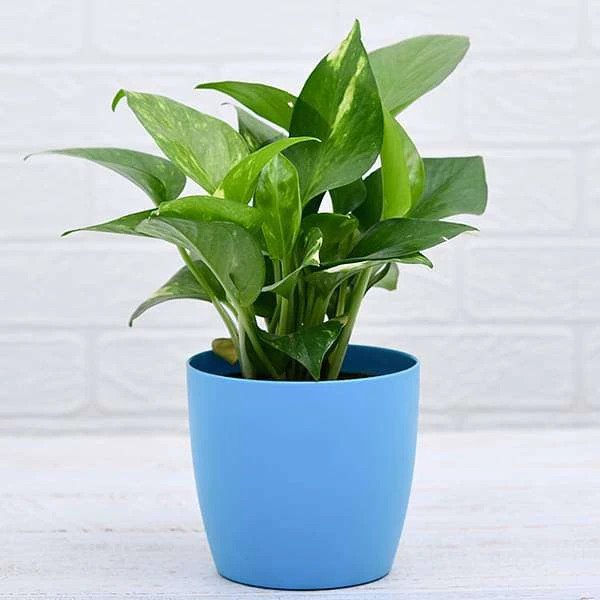 Small Indoor Money Tree Plant for Sale | easyplant